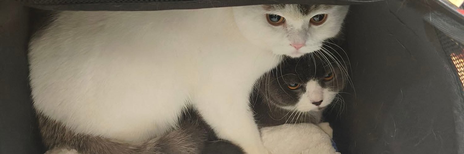 BBXCAT_'s profile banner image
