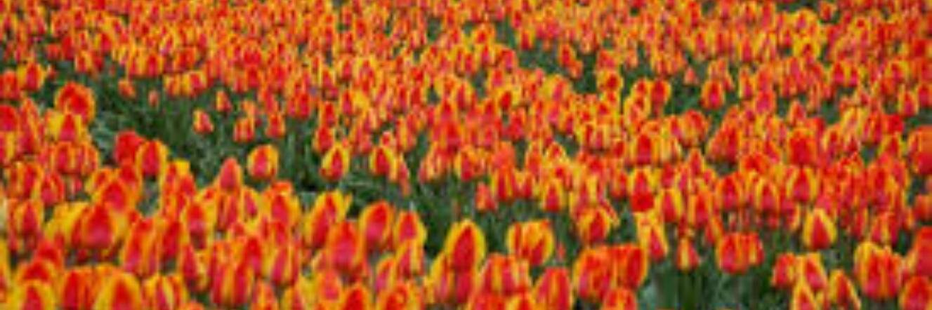 hillegom's profile banner image
