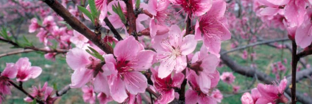 Anémone Sunflower banner