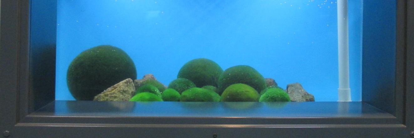 地方議会（市区町村） banner