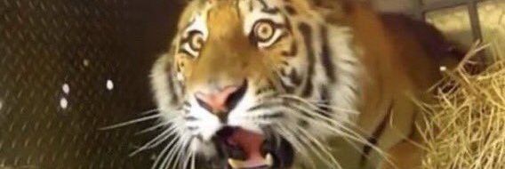 Брайти! banner