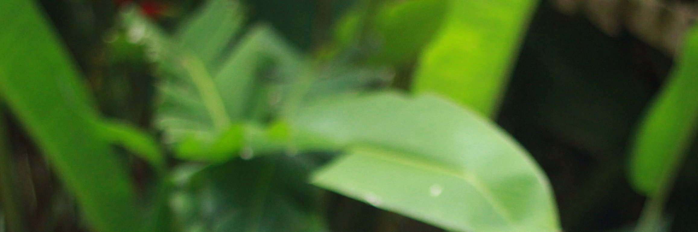 mosenang's profile banner image