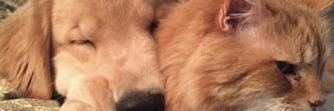 cjhdgx_'s profile banner image