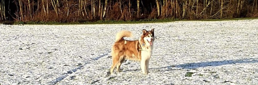 stephmiddleton-white banner