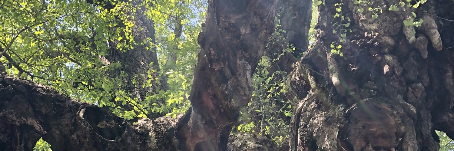 BBbeaver17's profile banner image