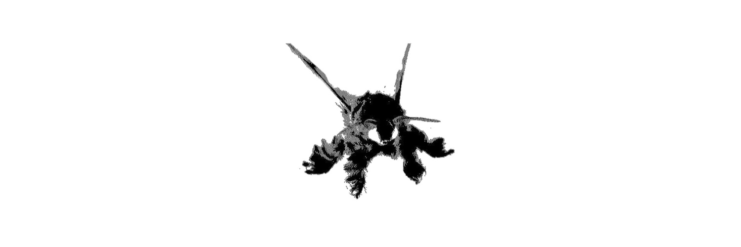 moth banner