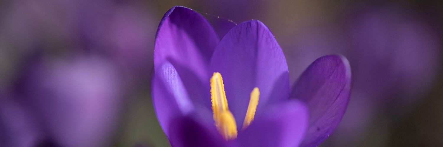 🦇 Rach 🦇 banner