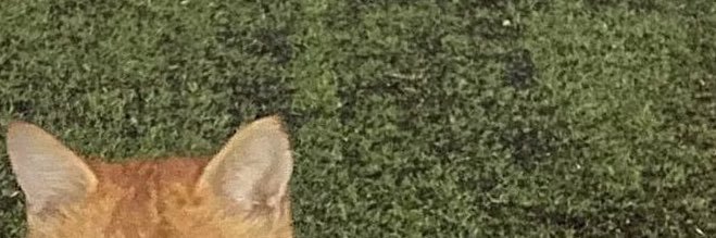 b banner