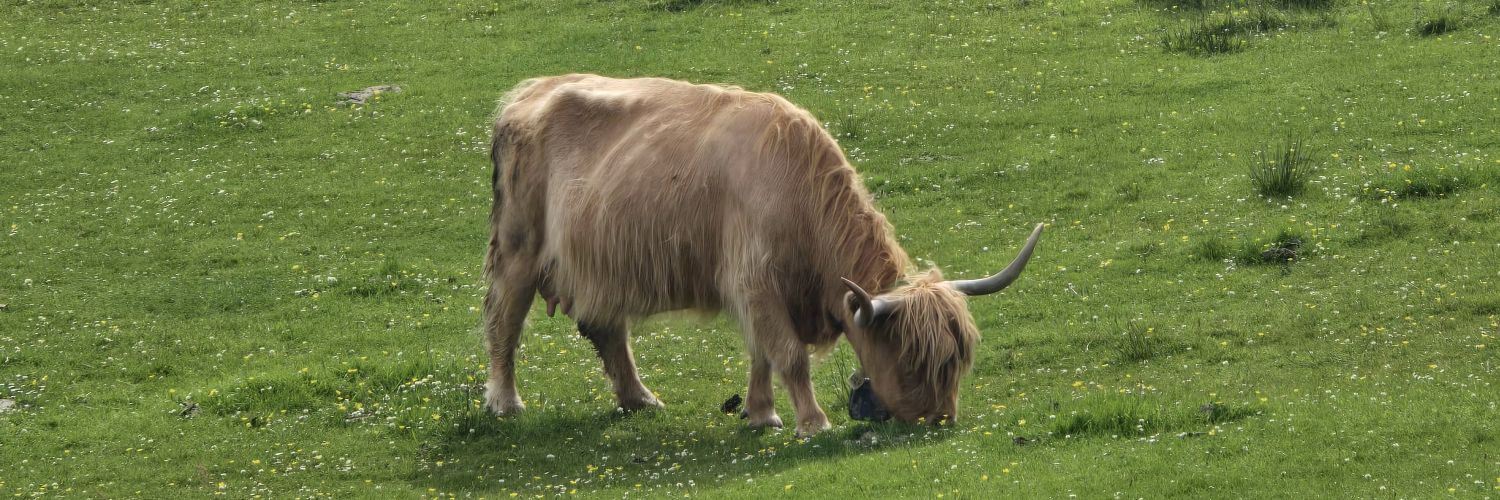 BrownBoi.bsky.social banner