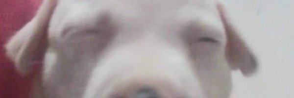_Bob_v Profile Banner