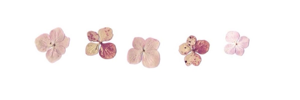 chau²⁵ *ೃ༄ banner
