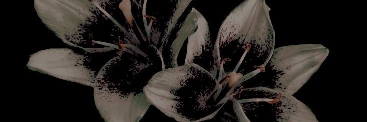 caligoveneni's profile banner image