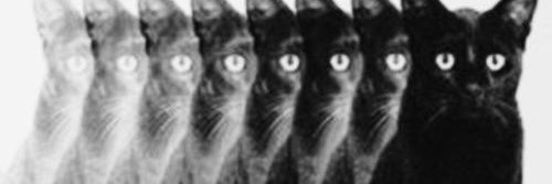 🐈‍⬛ banner