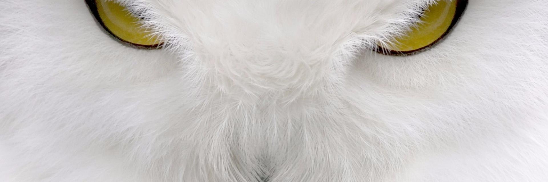 Halcyon132's profile banner image