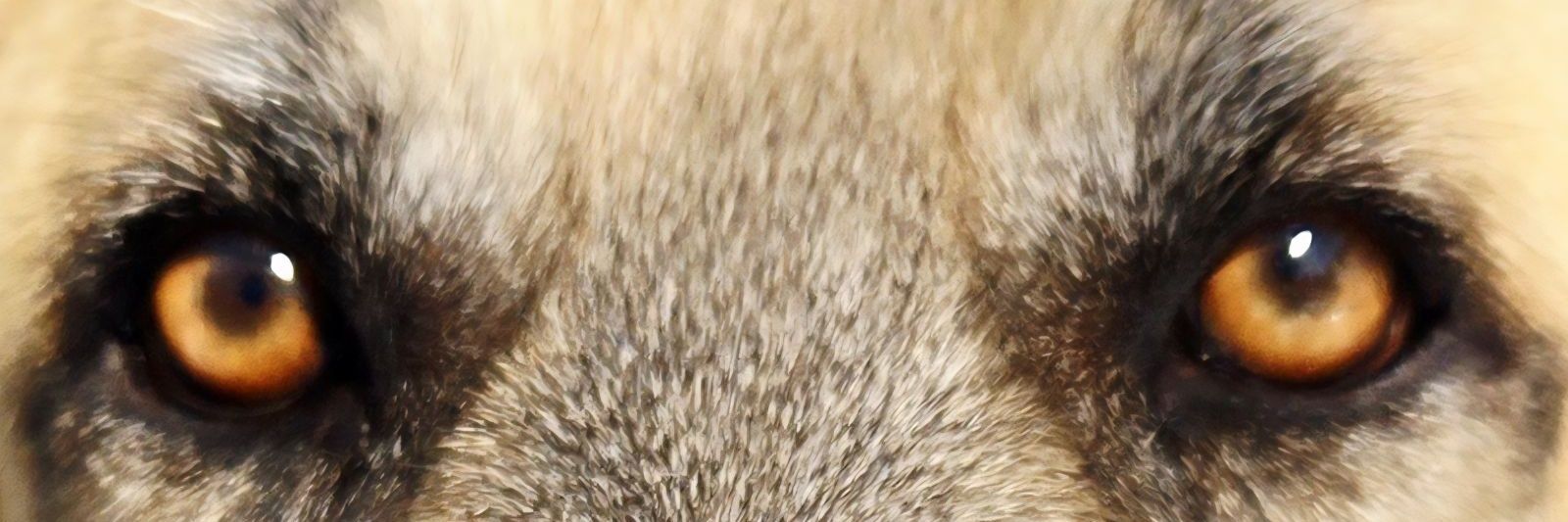 Maximus GigaChad banner