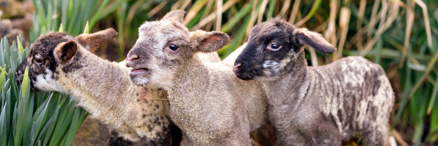 Bocketts Farm Park banner