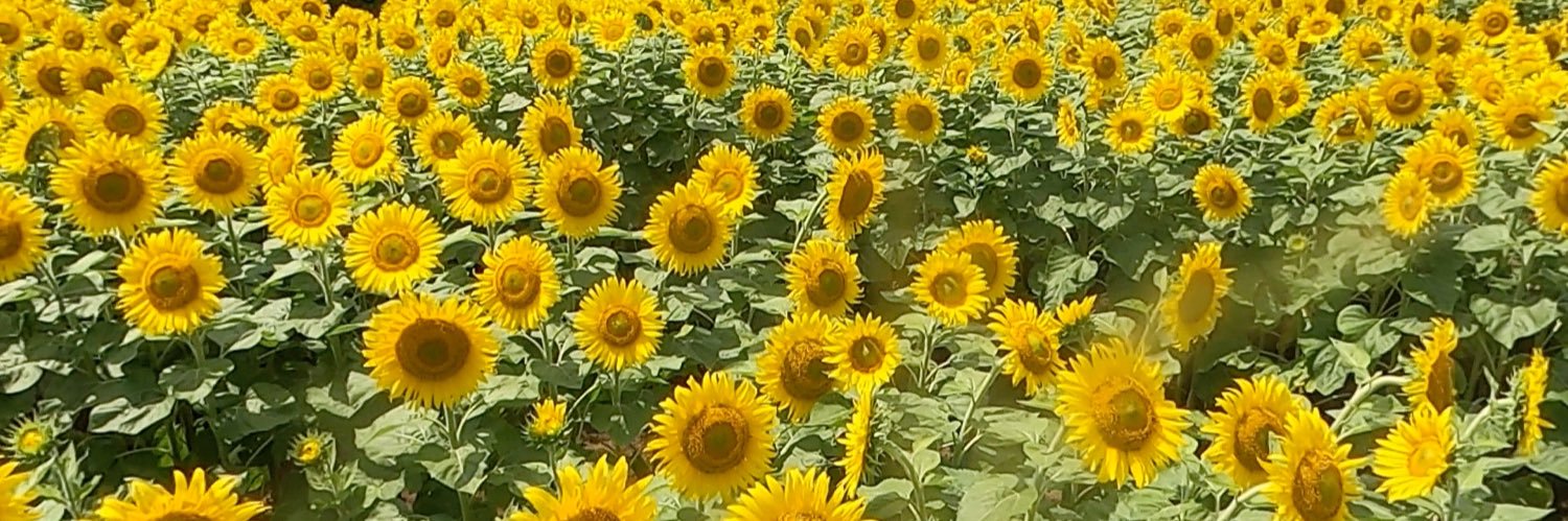 pine_apple816's profile banner image