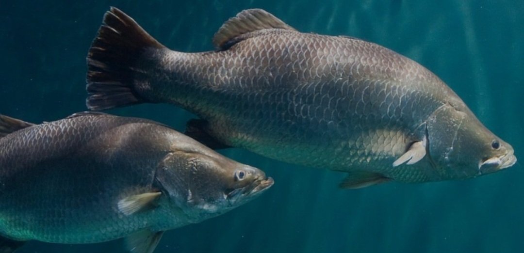 Barramundi98's profile banner image