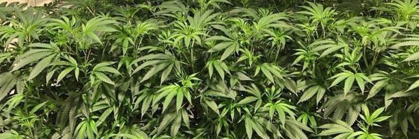 4Rare420_rx Profile Banner