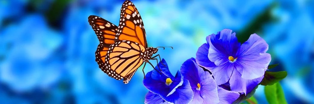 BakerNesha's profile banner image