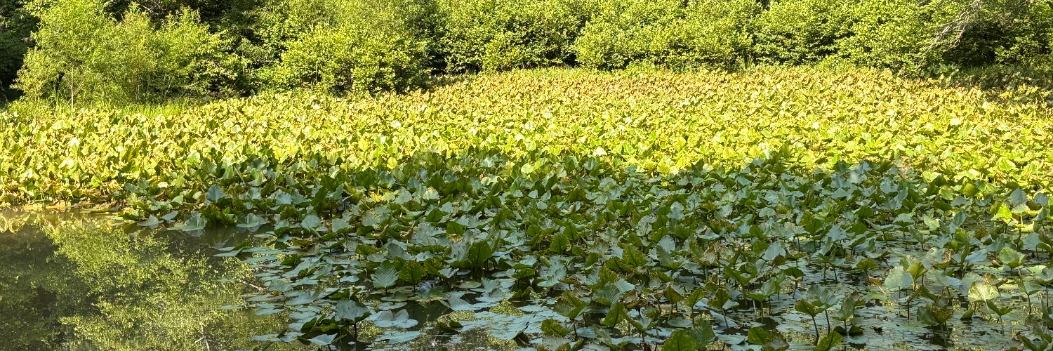 TruthBToldNow banner