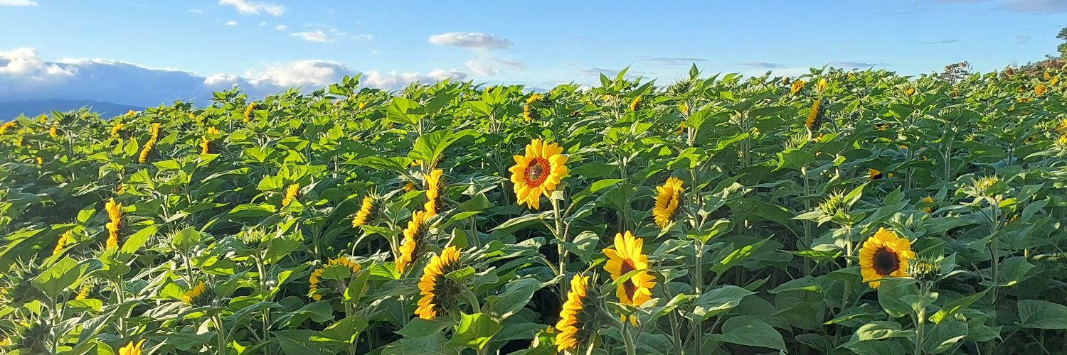 T🌸comms in bio banner