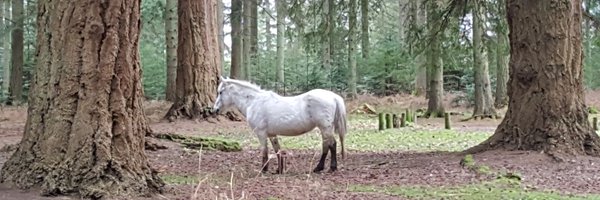 NewforestStock Profile Banner