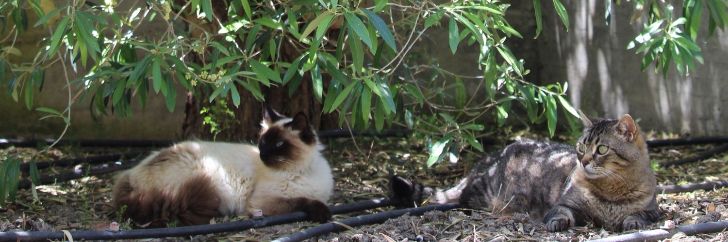 lellameow's profile banner image