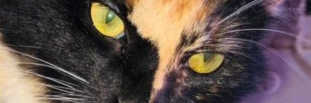 Indio Pata Rajada👣🦶 banner