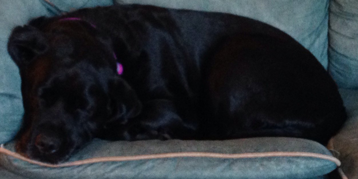 nuttynpunkin's profile banner image