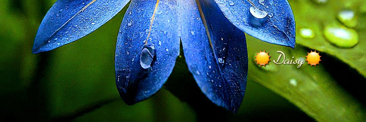 🌼𝑫𝒂𝒊𝒔𝒚🌼's banner
