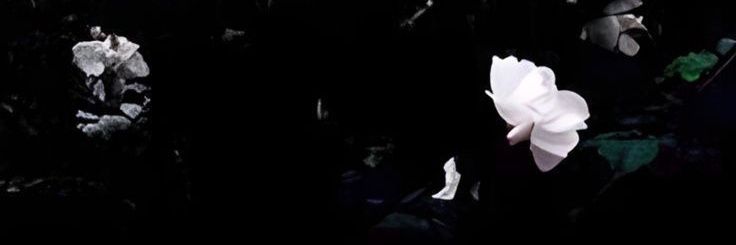 bella's banner