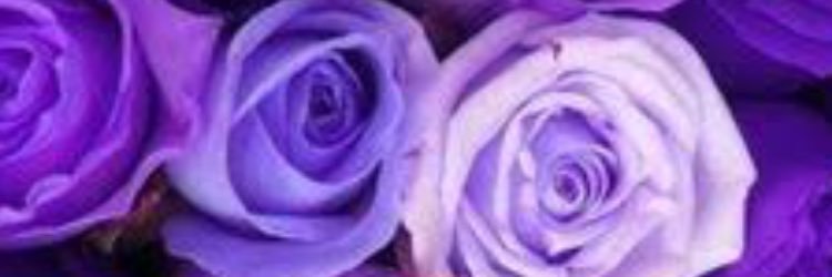 AmyliaJ's profile banner image