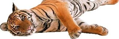 ┆.. ⏤͟͟͞͞ᘏᗷ𝖠𝖱𝖡𝖠𝖳𝖠𝖭𝖠ᘎ⊹ ⃞🐯.ིྀᏪ banner