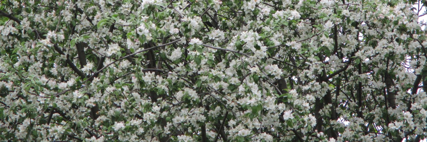 Laura 🇨🇦 banner