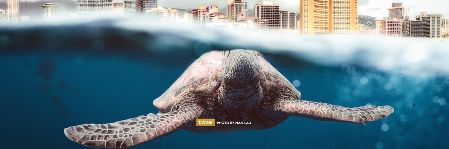 Trover banner