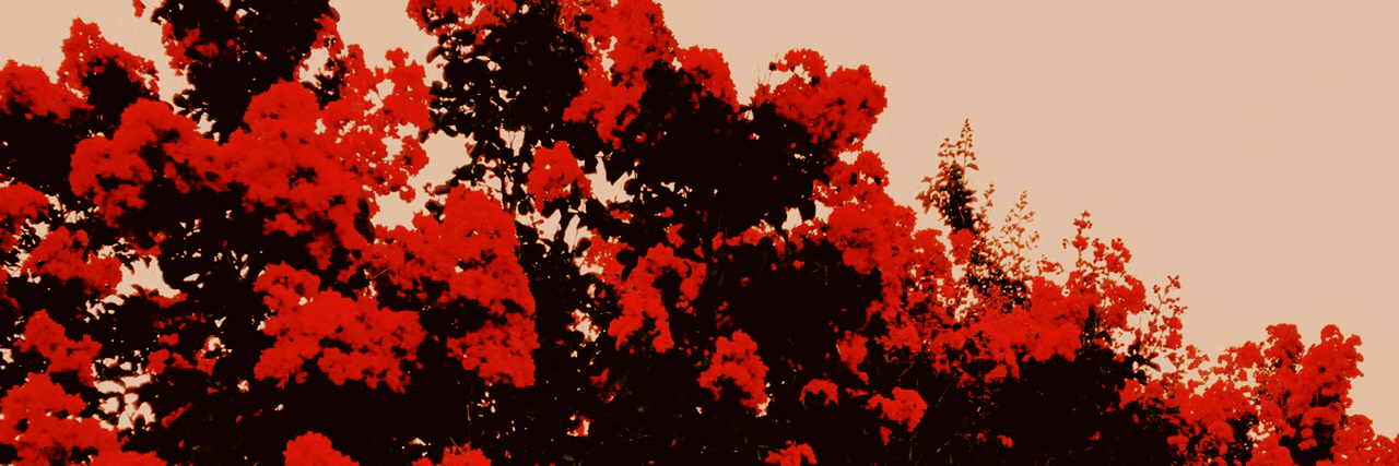 ‍ ‍ ‍ ‍ ‍ ‍ ‍ ˗ ˏ ˋ 𝓢𝓸𝓿𝓮𝓻𝓮𝓲𝓰𝓷 banner