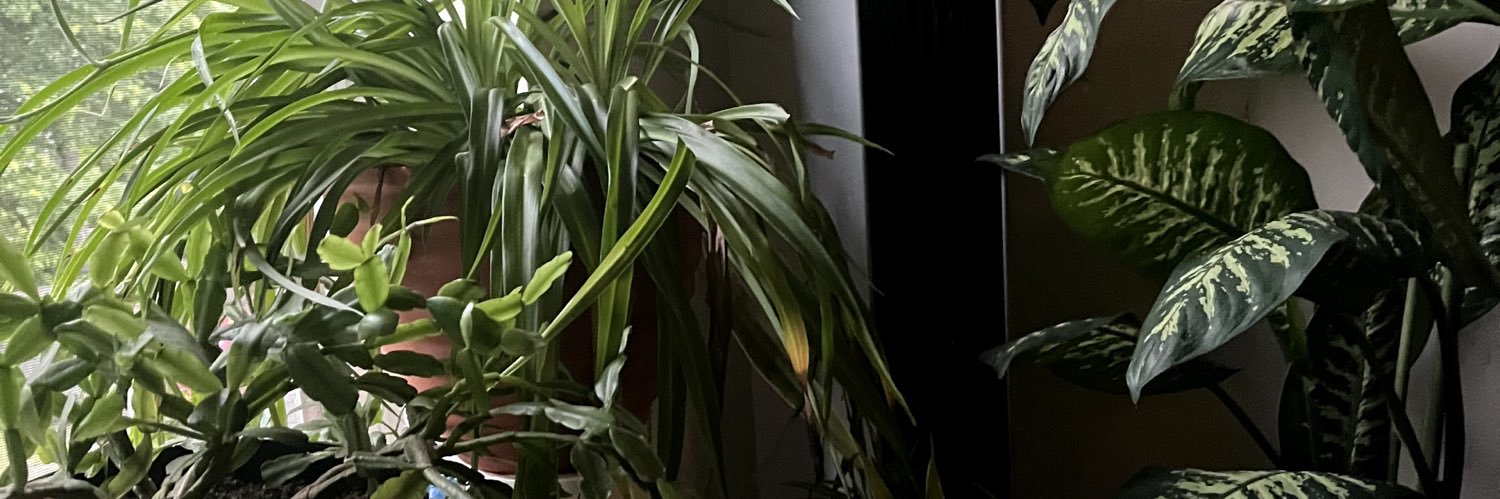 lightbrightmyaa's profile banner image
