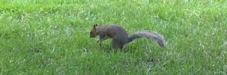 Carol Sciurus banner