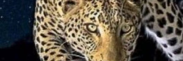 StratejiMasasii Profile Banner