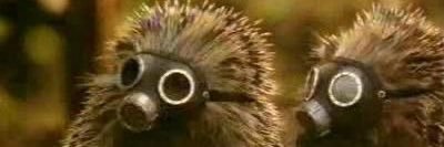 majo banner