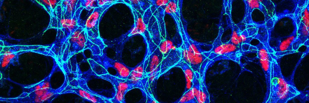 Ana Angulo-Urarte banner