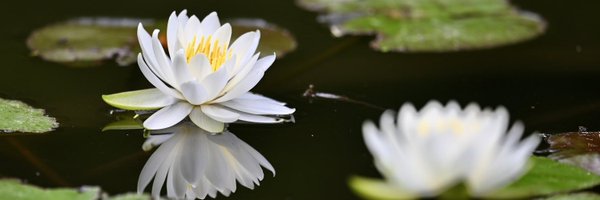 Cuiyise Profile Banner