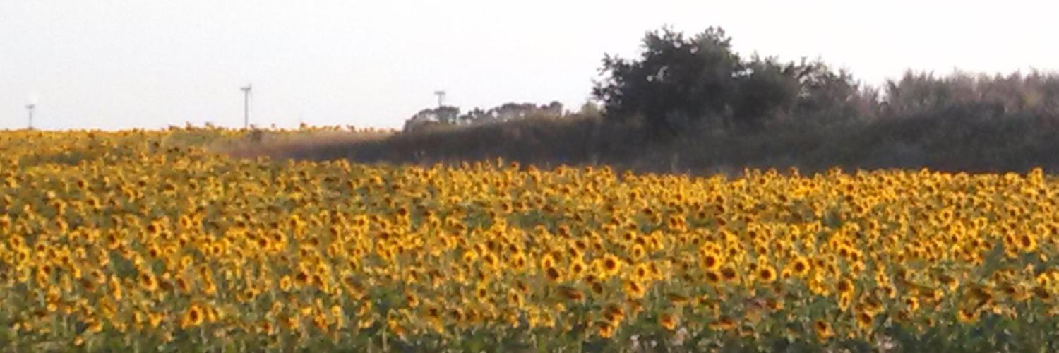 schoenfelde_c's profile banner image