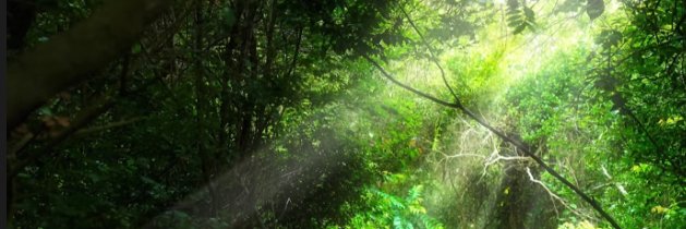 Aurora（互粉互赞💯） banner