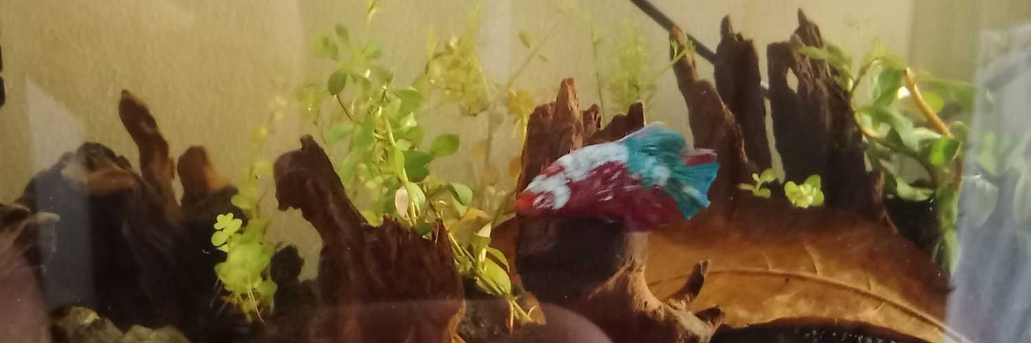Seeker banner