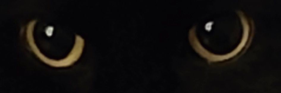 Johnson banner