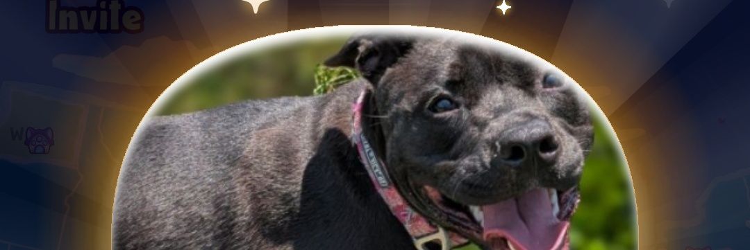 DoRightByDogs's profile banner image