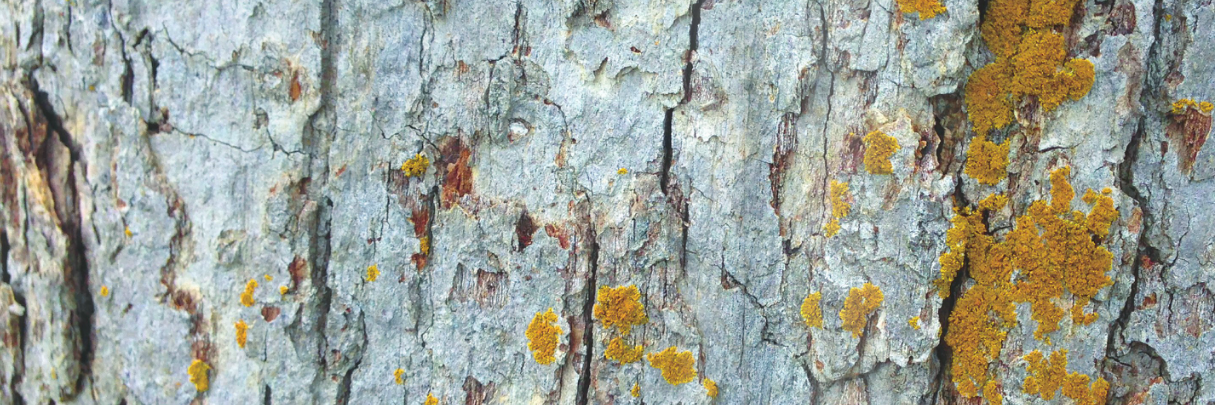 East Coast Ink banner