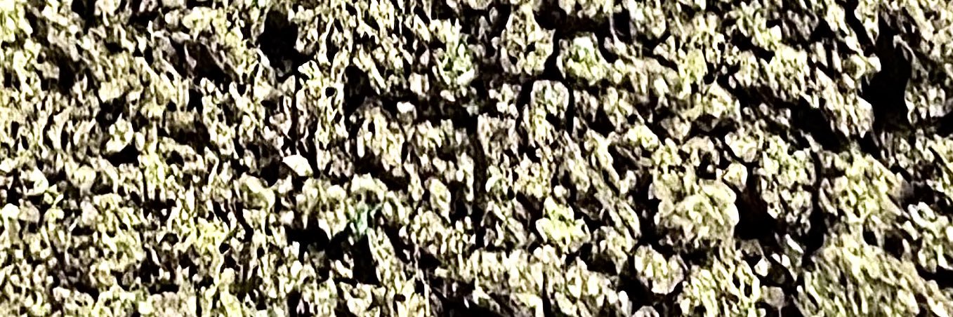 juggalocrow69's profile banner image